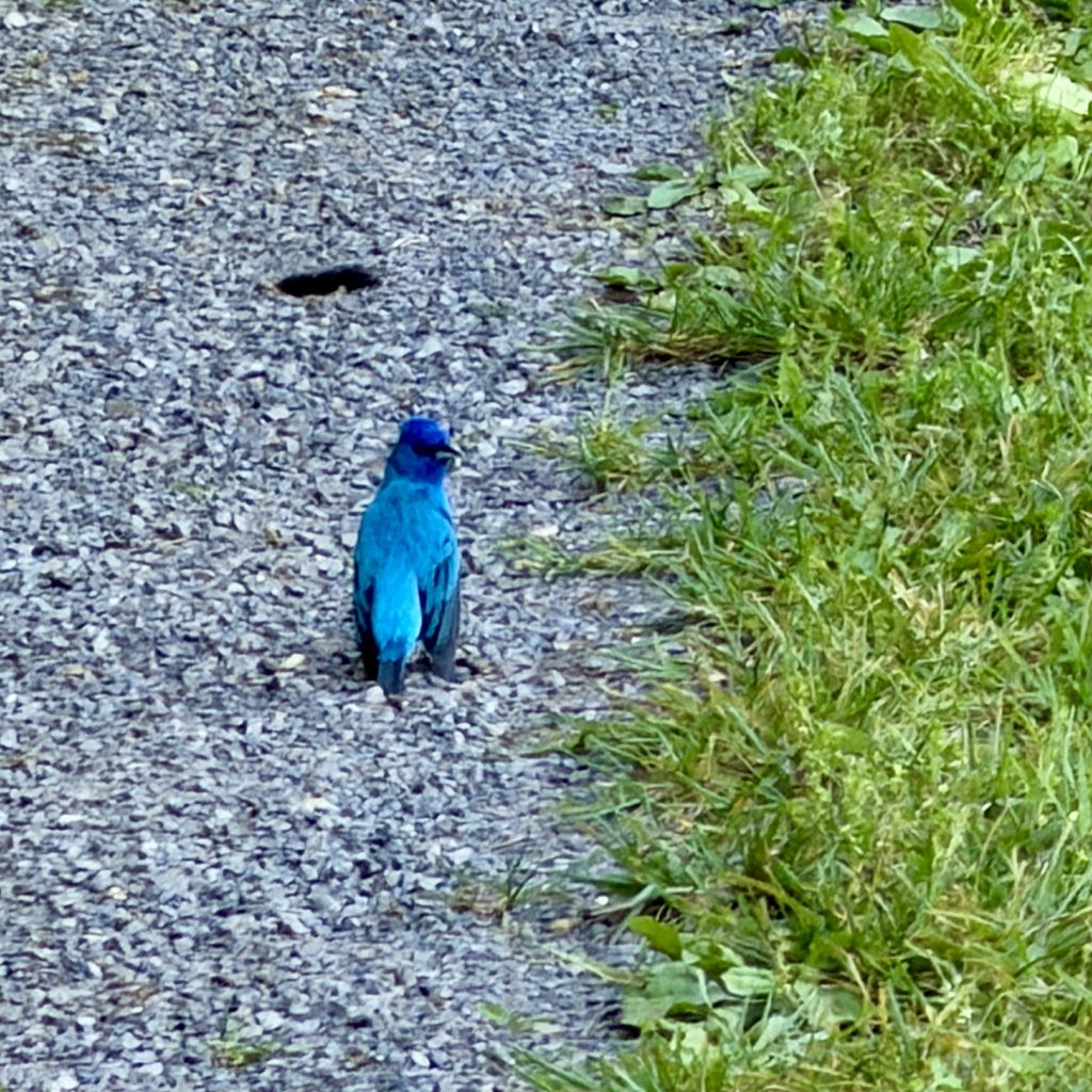 An Indigo Bunting bird